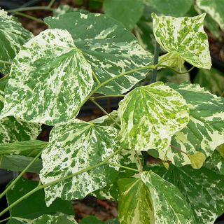 Cercis Alley Cat Redbud