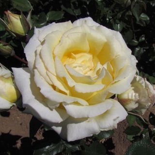 Big Ben Climbing Rose