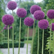 Allium Giganteum Ornamental Onion Bulb Thumb