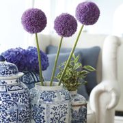 Allium Giganteum Ornamental Onion Bulb Alternate Image 1