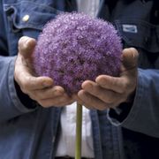 Allium Giganteum Ornamental Onion Bulb Alternate Image 2