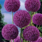 Allium Giganteum Ornamental Onion Bulb Alternate Image 3