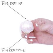 Allium Giganteum Ornamental Onion Bulb Alternate Image 6