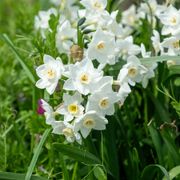Narcissus Paperwhite Bulbs Alternate Image 2