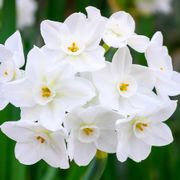 Narcissus Paperwhite Bulbs Alternate Image 3