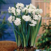 Narcissus Paperwhite Bulbs Alternate Image 4