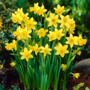 Narcissus Tete A Tete Daffodil Bulbs Thumb
