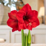 Silver Waxed Red Lion Amaryllis Gift Alternate Image 1