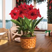 Basket of Joy Amaryllis - Triple Thumb