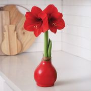 Red Waxed Amaryllis Bulb Red Lion Flower Thumb