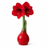 Red Waxed Red Lion Amaryllis Gift Alternate Image 2