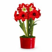 Holiday Cheer Red Lion and Minerva Amaryllis Trio Gift Alternate Image 2