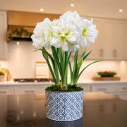 Silver Dreams Alfresco Amaryllis Trio Gift Thumb