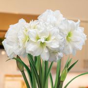 Silver Dreams Alfresco Amaryllis Trio Gift Alternate Image 1