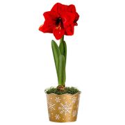 Snowfall Shimmer Red Lion Amaryllis Gift Alternate Image 2