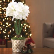 Golden Dreams Alfresco Amaryllis Gift Thumb