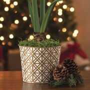 Golden Dreams Alfresco Amaryllis Gift Alternate Image 2