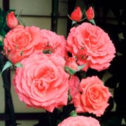 America Climbing Rose Alternate Image 3