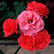 America Climbing Rose Alternate Image 4