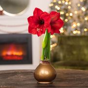 Gold Waxed Amaryllis Bulb Red Lion Flower Thumb
