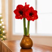Gold Waxed Red Lion Amaryllis Gift Alternate Image 1