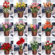 12 Month Bulb Club Thumb