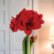 Ragtime Amaryllis Flower Alternate Image 1