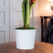 Ragtime Amaryllis Flower Alternate Image 2