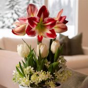 Holiday Splendor Bulb Garden Gift Alternate Image 1