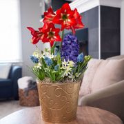 Winter Delight Bulb Garden Thumb