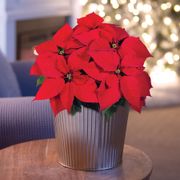 Red Poinsettia Christmas Plant Thumb