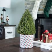 Merry Mini Rosemary Tree Thumb