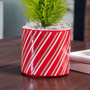 Merry Mini Cypress Tree Alternate Image 2