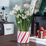 Winter Frost Paperwhite Christmas Plant Thumb