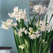 Winter Frost Paperwhite Christmas Plant Alternate Image 1