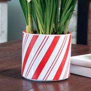 Winter Frost Paperwhite Christmas Plant Alternate Image 2