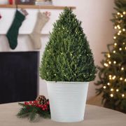 Bountiful Rosemary Tree Thumb