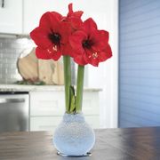 Fresh Snowfall Red Lion Waxed Amaryllis Bulb Thumb