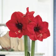 Fresh Snowfall Red Lion Waxed Amaryllis Bulb Alternate Image 1