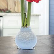 Fresh Snowfall Red Lion Waxed Amaryllis Bulb Alternate Image 2