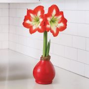 Red Waxed Amaryllis Bulb Minerva Flower Thumb