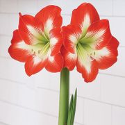 Red Waxed Minerva Amaryllis Gift Alternate Image 1