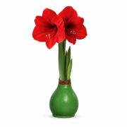 Green Waxed Red Lion Amaryllis Gift Alternate Image 2