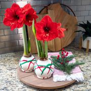 Peppermint Twist Waxed Amaryllis Bulb Red Lion Flower Alternate Image 2