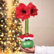 Santy Claus Red Lion Waxed Amaryllis Bulb Thumb