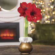Winter Royalty Red Lion Waxed Amaryllis Bulb Thumb