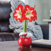 Cheerful Cardinal Minerva Waxed Amaryllis Bulb Thumb
