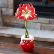 Cheerful Cardinal Minerva Waxed Amaryllis Bulb Alternate Image 2