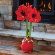 Christmas Poms Red Lion Waxed Amaryllis Bulb Thumb