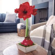 Simple Pleasures Red Lion Waxed Amaryllis Bulb Gift Set Thumb